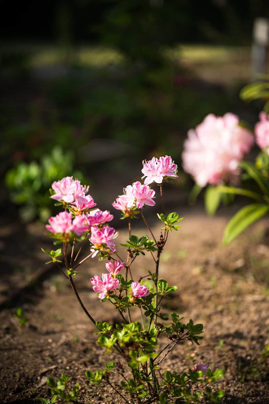 Kvetoucí růžový rododendron v čerstvě osázeném záhonu